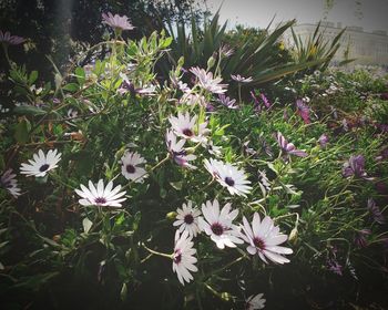 Close-up of pink flowers