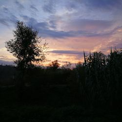 Silhouette trees on field against sky at sunset