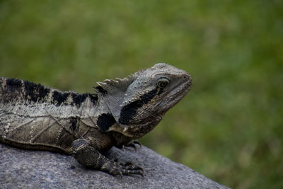 Photo of an australian water dragon, which is rocking on a stone in the sun