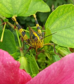 Close-up of insect on plant