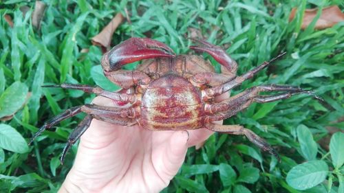 Close-up of hand holding crab