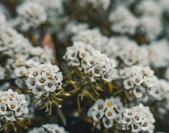 Close-up of white flowering plant