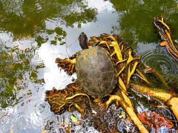 High angle view of turtle in lake