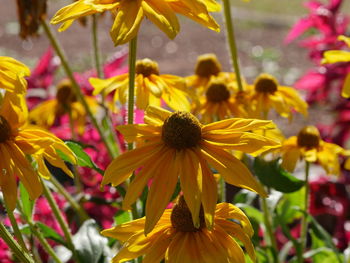Close-up of yellow flower