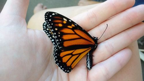 Close-up of butterfly on hand