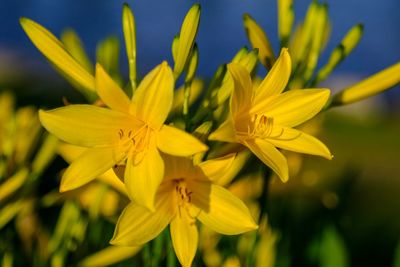 Close-up of yellow flowering plant