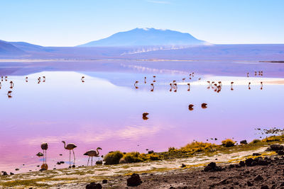 Flamingos in lake against sky