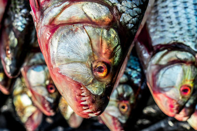 Close-up of fish for sale in market