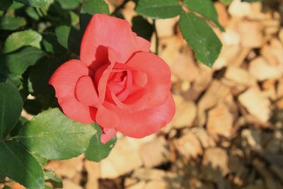 Close-up of pink flower blooming outdoors