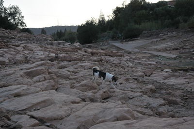 View of a dog walking on landscape