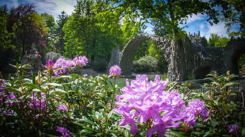 Purple flowering plants in park