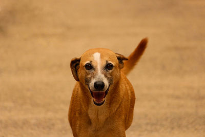 Close-up portrait of dog