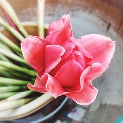 Close-up of pink flowers blooming outdoors