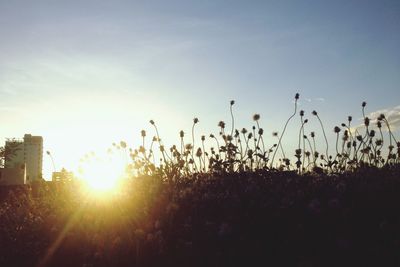 Sun shining through trees
