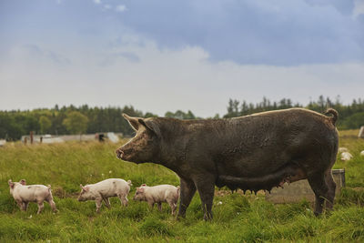 Cows grazing on field