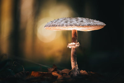 Close-up of mushroom growing on field