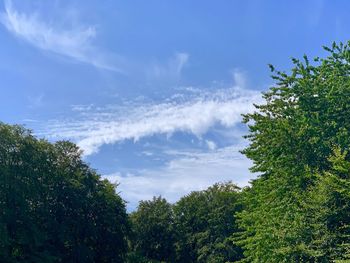 Low angle view of trees against sky