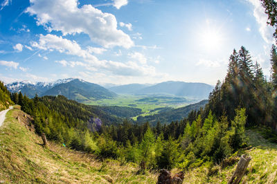 Scenic view of pine trees against sky