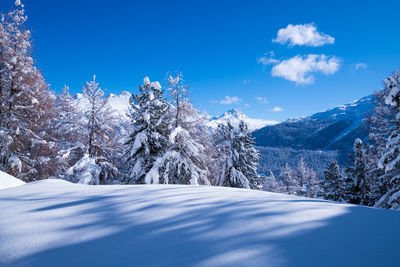 Snowy landscape near celerina, switzerland