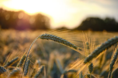 Close-up of wheat growing on field against sky
