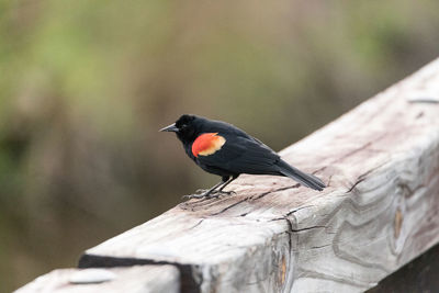 Male red winged blackbird agelaius phoeniceus perches on a fence in sarasota, florida