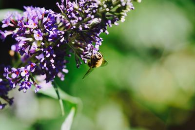 Close-up of bee on purple flowers