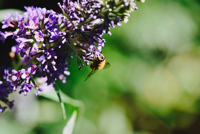 Close-up of bee on purple flowers