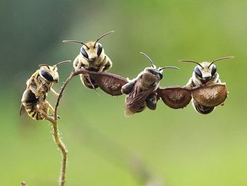 Close-up of birds flying