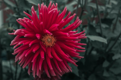 Close-up of red flower