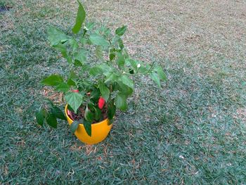 High angle view of plant growing on field