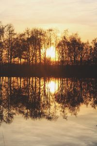 Silhouette of trees at sunset