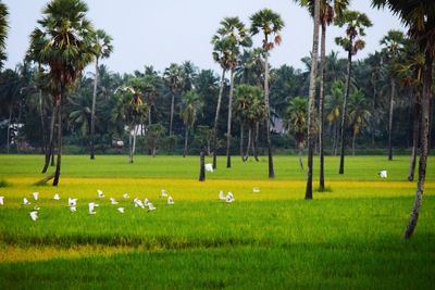 Scenic view of trees on field against sky