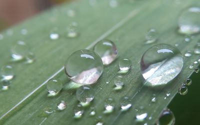 Close-up of raindrops on leaves