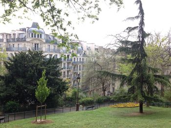 Trees in city against sky