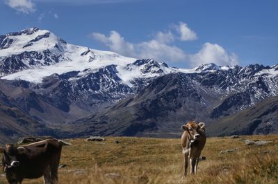 Horse on field against snowcapped mountains