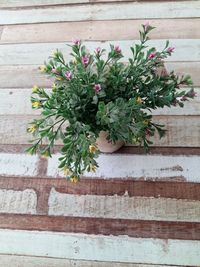 High angle view of flowering plant on table