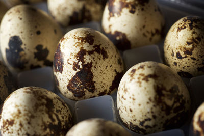 Quail eggs in a plastic box.