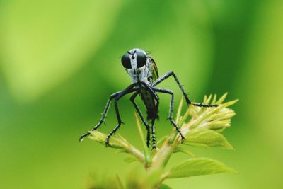 Close-up of bug perching on flower