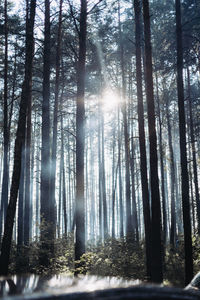 Sunlight streaming through trees in forest