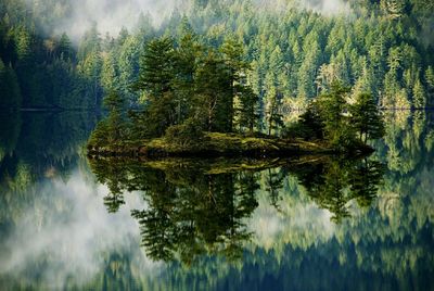 Panoramic view of pine trees in lake against sky