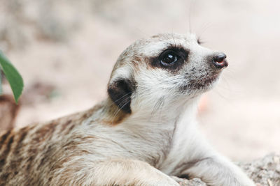 Close-up of a dog looking away