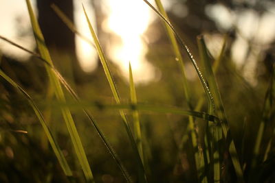 Close-up of dew on grass