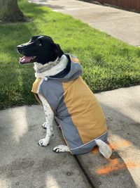 Dog looking away