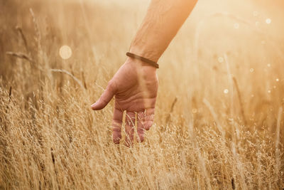 Midsection of woman with wheat in field