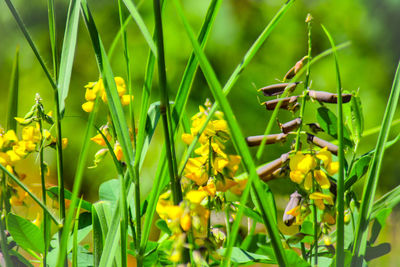 Close-up of yellow flowering plant