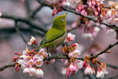 Close-up of bird perched on branch of cherry blossom tree