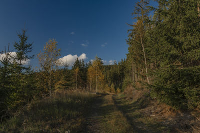 Trees growing in forest against sky