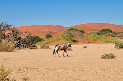 Side view of oryx walking at namib desert