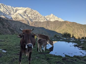 Cows grazing in the mountains