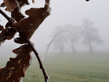 Tree on field against sky during winter